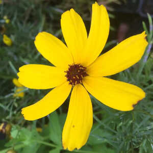 COREOPSIS 'Imperial Sun'