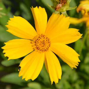 COREOPSIS lanceolata 'Launa'