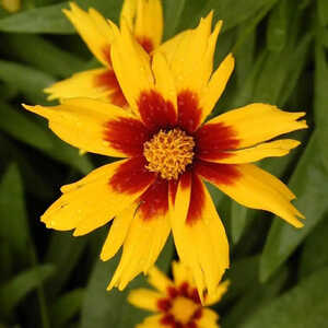 COREOPSIS lanceolata 'Ville de Genève'