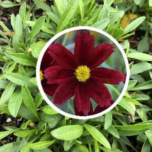 COREOPSIS 'Li'l Bang Red Elf'