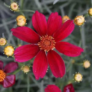 COREOPSIS 'Red Satin'