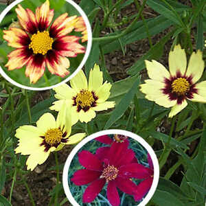 COREOPSIS 'Redshift'