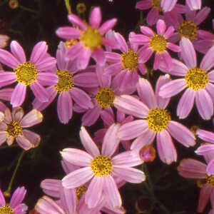 COREOPSIS rosea 'American Dream'