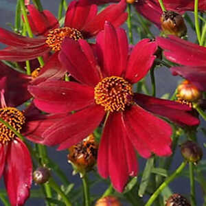 COREOPSIS rosea 'Dragon'