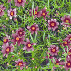 COREOPSIS rosea 'Heavens Gate'