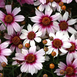 COREOPSIS rosea 'Sweet Dreams'