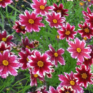 COREOPSIS 'Ruby Frost'