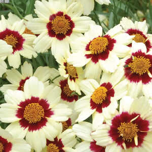 COREOPSIS 'Snowberry'®