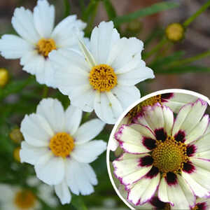 COREOPSIS 'Star Cluster'