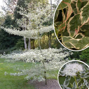 CORNUS alternifolia 'Argentea'