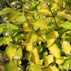 CORNUS alba 'Aurea'