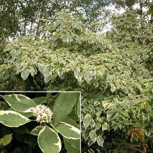 CORNUS alba 'Elegantissima'