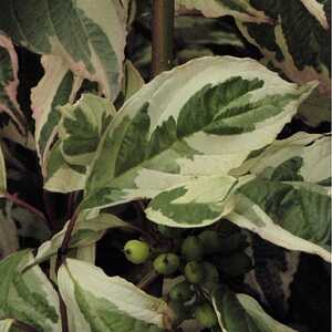 CORNUS alba 'Sibirica Variegata'