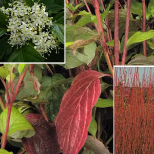 CORNUS alba 'Sibirica'