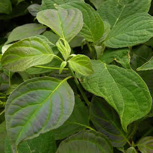 CORNUS alternifolia