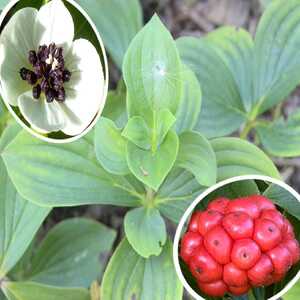 CORNUS canadensis