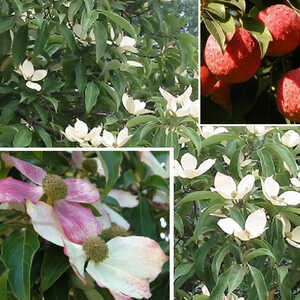 CORNUS capitata