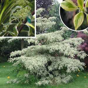 CORNUS controversa 'Variegata'