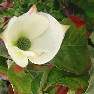 CORNUS 'Eddie's White Wonder'