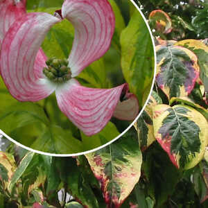 CORNUS florida 'Sunset'120/150