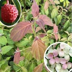 CORNUS hongkongensis 'Parc de Haute Bretagne'