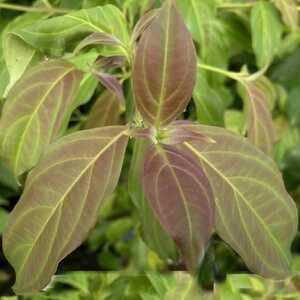 CORNUS hongkongensis 'Parc de Haute Bretagne'