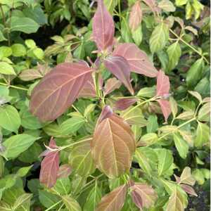 CORNUS hongkongensis 'Parc de Haute Bretagne'