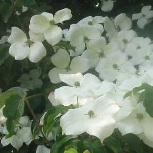 CORNUS kousa var. chinensis 'Great Star'®