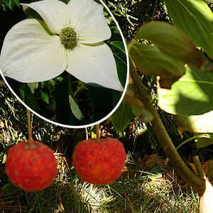 CORNUS kousa var. chinensis 'Milky Way'