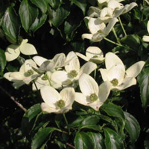 CORNUS kousa var. chinensis