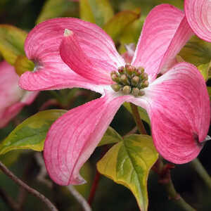 CORNUS kousa 'Satomi'