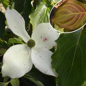 CORNUS kousa 'Weisse Fontäne'