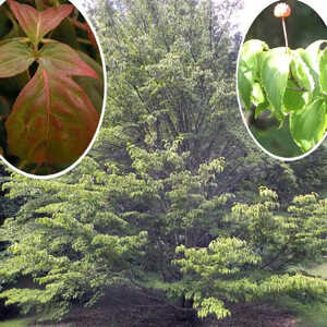 CORNUS kousa