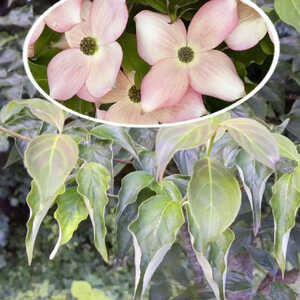 CORNUS x rutgersensis 'Stellar Pink'