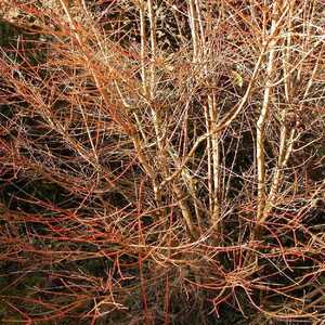 CORNUS sanguinea 'Midwinter Fire'