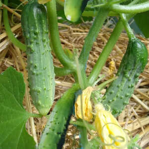 CORNICHON Vert fin de 'Meaux'