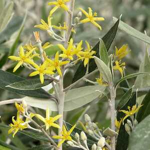 COROKIA buddlejoides