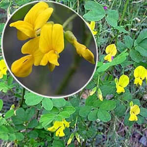 CORONILLA emerus