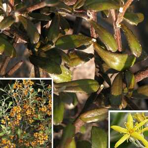 COROKIA x virgata 'Yellow Wonder'