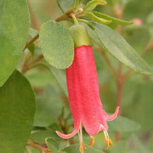 CORREA decumbens 'Dusky Bells'