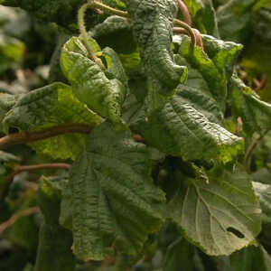 CORYLUS avellana 'Contorta'