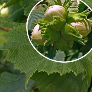 CORYLUS avellana 'Emmers'