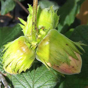 CORYLUS avellana 'Gunslebert'