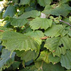 CORYLUS avellana