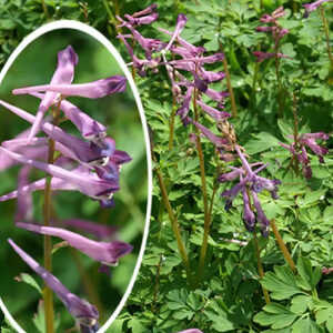 CORYDALIS 'Blackberry Wine'