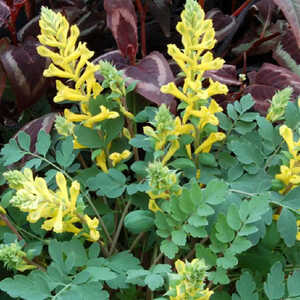 CORYDALIS 'Canary Feathers' ®