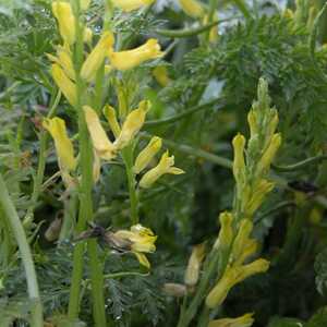 CORYDALIS cheilanthifolia