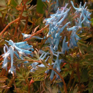 CORYDALIS flexuosa