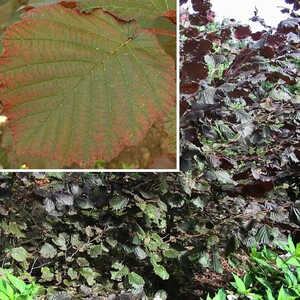 CORYLUS maxima 'Purpurea'