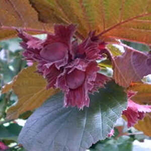 CORYLUS maxima 'Rote Zellernuss'